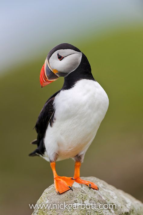 Regard Animal, Atlantic Puffin, Puffins Bird, Isle Of Mull, Nature Picture, Scotland Uk, Airbrush Art, Pet Fashion, Bird Drawings