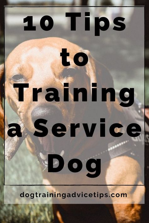 Dog Dental Hygiene, Holistic Dog Care, Popular Dog Names, Psychiatric Service Dog, Agility Training For Dogs, Service Dog Training, Pregnant Dog, Dog Training Advice, Dogs And Kids