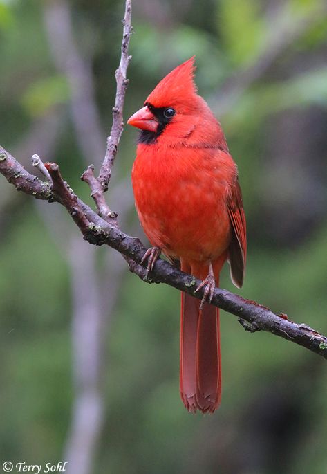 Cardinal Bird Photography, Northern Cardinal Photography, Red Bird Aesthetic, Pheasant Photos, Cardinal Aesthetic, Cardinal Photography, Cardinal Photo, Cardinals Wallpaper, Cardinal Pictures