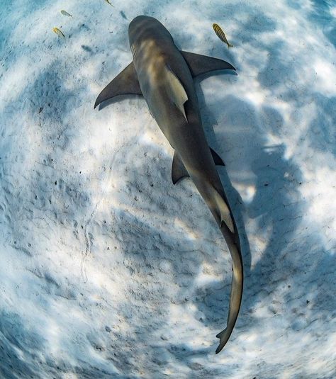 Lemon Shark Aesthetic, Shark Birds Eye View, Lemon Shark Drawing, Shark Core, Lemon Shark, Shark Conservation, Cool Sharks, Shark Pictures, Shark Drawing