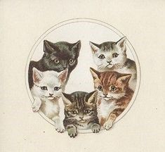 Image Cat, Vintage Cat, In Frame, Kittens, Collectibles, Electronics, Cars, Frame