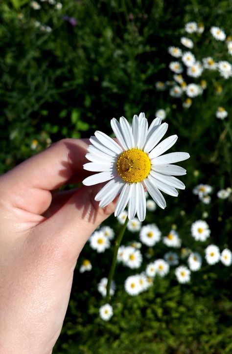 Daisies All The Bright Places, Hand Photography, Photographie Portrait Inspiration, Sunflower Wallpaper, Best Iphone Wallpapers, Tumblr Wallpaper, Nature Wallpaper, Flower Wallpaper, Flowers Photography