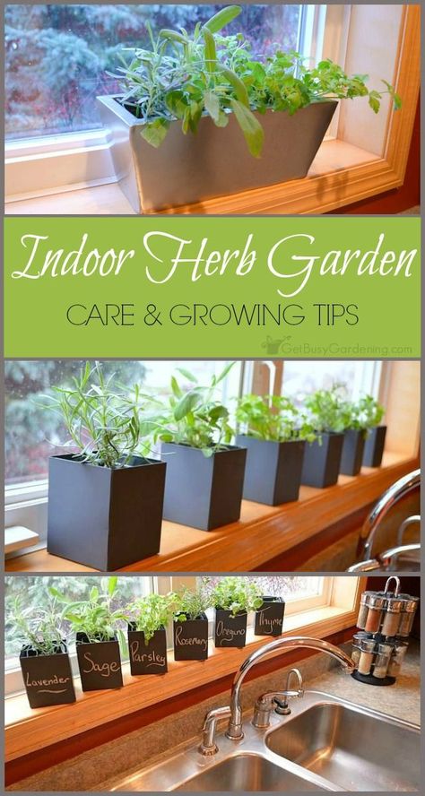 Despite the fact that growing herbs indoors is popular, they can be challenging to maintain. Here's some indoor herb garden tips to help you be successful. Herb Garden Tips, Kitchen Herb Garden, Growing Food Indoors, Growing Herbs Indoors, Indoor Vegetables, Herb Garden In Kitchen, Indoor Herb, Herb Garden Design, Vertical Herb Garden