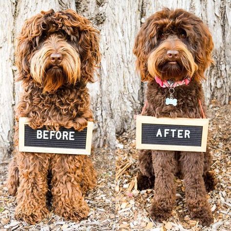 Let’s take a look at some of the pros and cons of DIY grooming versus going to a professional to groom your pup. Dog Grooming Picture Ideas, Goldendoodle Long Haircut, Doodle Mullet Haircut, Golden Doodle Grooming, Labradoodle Hair, Australian Labradoodle Grooming, Labradoodle Cuts, Labradoodle Pictures, Cockapoo Grooming