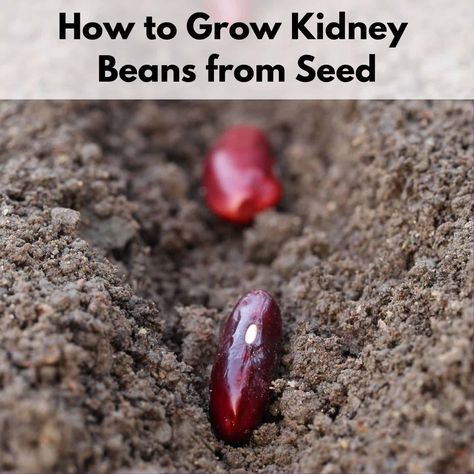 Growing Kidney Beans - How to Plant & Grow Kidney Beans Growing Red Beans, Growing Kidney Beans, Suburban Homestead, Nitrogen Fixing Plants, Gardening Tattoo, Bean Garden, Plant Parenthood, Raised Garden Beds Diy Vegetables, Gardener Aesthetic