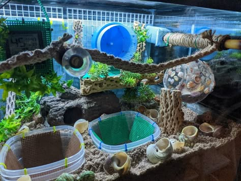 Hermit Crab Humidifier Diy, Hermit Crab Hideout Diy, Hermit Crab Habitat Ideas 20 Gallon, Hermit Crab Setup, Hermit Crab Terrarium, Hermit Crab Enrichment, 10 Gallon Hermit Crab Tank Ideas, Cute Hermit Crab Habitat Ideas, Hermit Crab Habitat Ideas Tanks