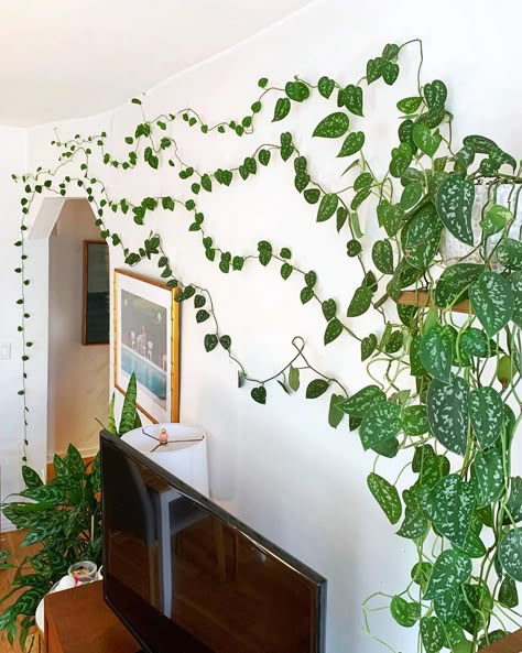 32 Photos Of Indoor Gardens That Are Borderline Erotic Wall Vines, Plant Storage, Indoor Vines, Vining Plants, Plant Jungle, Indoor Plant Wall, Hanging Plant Wall, Vine Wall, Elf House