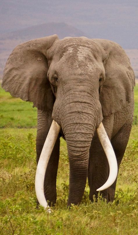 An elephant with enormous tusks Mammals Pictures, Elephant Reference, Picture Of Elephant, Mammals Animals, Elephant Tusk, Wild Animals Photography, Elephant Pictures, Elephants Photos, Elephant Love