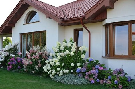 Hydrangea Landscaping, Hydrangea Garden, Lavender Garden, Landscape Designs, Front House Landscaping, Home Landscaping, Front Yard Garden, House Landscape, Tropical Landscaping