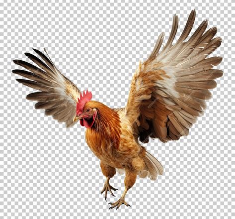 Premium PSD | Chicken flying open wings isolated on transparent background Chicken Anatomy, Flying Chicken, Wings Chicken, Fly Drawing, Open Wings, Pet Chickens, Painting Projects, Art Project, Drawing Reference