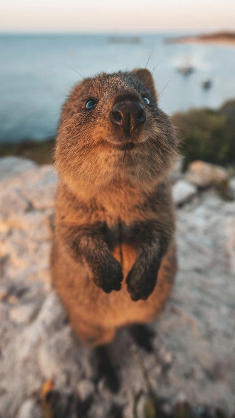 Quokka Animal, Cute Quokka, Happiest Animal, Animal Aesthetic, Animals Cute, Animal Photos, Fluffy Animals, Appaloosa, Cute Wild Animals