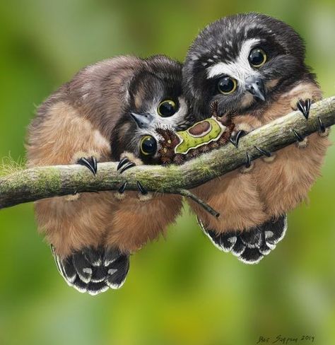 17 Adorable Baby Owls That Are Too Cute To Handle - I Can Has Cheezburger? Owl Videos, Brown Birds, Bizarre Animals, Saw Whet Owl, Regnul Animal, Photo Animaliere, Cele Mai Drăguțe Animale, Matka Natura, Photography Animals