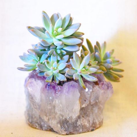 Crystal Room Decor, Winter Market, Growing Crystals, Beautiful Terrariums, Crystal Room, Succulent Garden Design, Crystal Garden, Succulent Gardening, Ideas Hogar