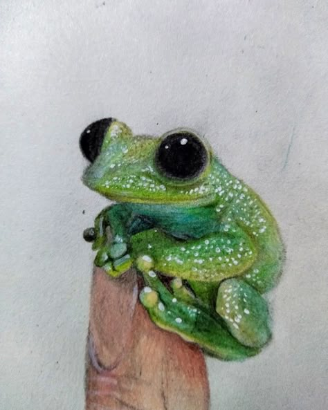 Ranita hecha con lápices de colores Animal Sketch, Snake Drawing, Frog Drawing, Observational Drawing, Realistic Drawing, Reference Pics, Colored Pencil Drawing, Gcse Art, Random Art