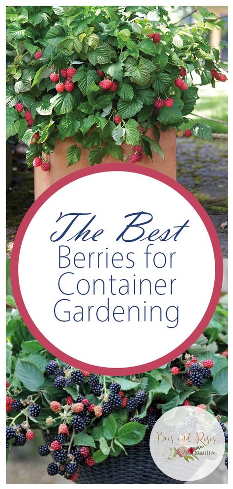 The Best Berries for Container Gardening| Container Gardening, Container Gardening for Beginners, Container Garden Ideas, Container Gardening Vegetables, Gardening, Garden Ideas, Gardening TIps, Gardening Tricks Vegetable Garden Boxes, Fruit Trees In Containers, Gemüseanbau In Kübeln, Tanaman Pot, Growing Tomatoes In Containers, Vertical Vegetable Garden, Container Vegetables, Tomato Garden, Container Gardening Vegetables