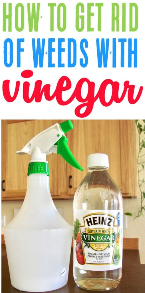 Vinegar For Weeds, Uses For White Vinegar, Scandinavian Coastal, Frugal Gardening, Coastal Nursery, Vinegar Uses, Boho Scandinavian, Diy Sprays, Vinegar And Water