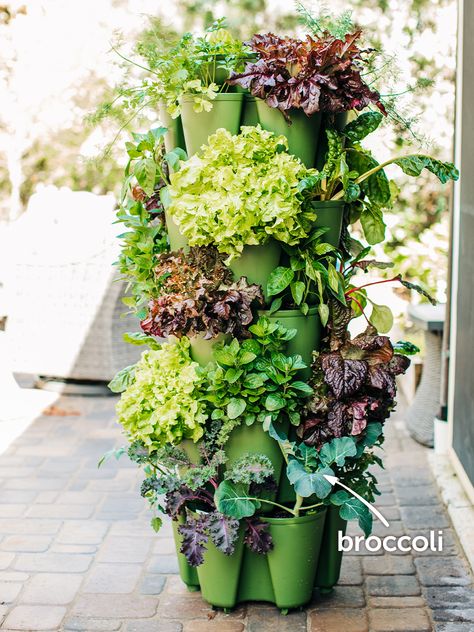 Hydroponic Gardening Diy, Vertical Gardening Ideas, Vertical Garden Planters, Vertical Vegetable Garden, Outdoor Trellis, Plant Pests, Vertical Herb Garden, Indoor Vegetable Gardening, Vertical Planter