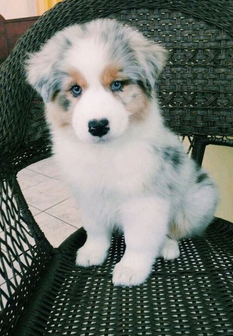 𝒸𝑜𝓈𝓂𝒾𝒸𝒾𝓈𝓁𝒶𝓃𝒹𝑒𝓇 ☽ Cutee Animals, Aussie Puppies, Super Cute Puppies, Baby Animals Pictures, Really Cute Dogs, Cute Dog Pictures, Baby Animals Funny