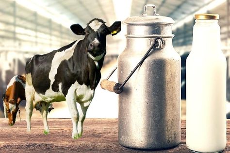 Looking for ways to increase milk in your cows naturally? Here are 10 simple steps that will help in increasing milk production if followed correctly. Uht Milk, Sweet Condensed Milk, Dairy Industry, Cow Milk, Micro Nutrients, Improve Metabolism, Milk Production, Milk Cow, Taking Over The World