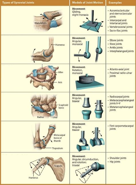 Діаграма: Types of Synovial Joints | Quizlet Types Of Joints Human Body, Synovial Joints, Types Of Joints, Joints Anatomy, Type Anatomy, Basic Anatomy, Start Studying, Learn Vocabulary, Basic Anatomy And Physiology