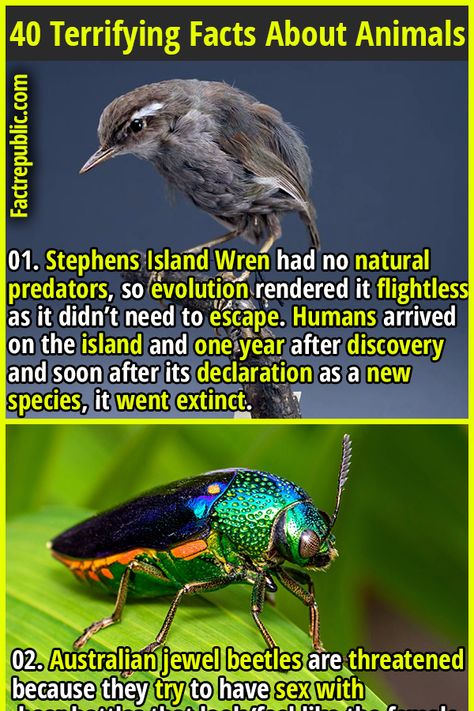 Random Animal Facts, Terrifying Facts, Weird Animal Facts, Nature Facts, Most Dangerous Animals, Facts About Animals, Bizarre Animals, Science Knowledge, Fact Republic