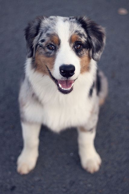 Coco must share her world with that uncouth creature her human friends call "Cleo." I am to understand that she is a "Australian Sheep Dog" mix. Aussie Shepherd, Sheep Dog, Aussie Puppies, Australian Shepherd Puppies, Aussie Dogs, Dog Mixes, Australian Shepherd Dogs, Puppies And Kitties, Australian Shepherds