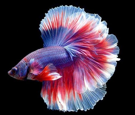 Fish Freshwater, Fish Photography, Birds Parrots, Betta Fish Types, Cr7 Wallpapers, Pretty Fish, Ikan Koi, Fish Ocean, Salt Water Fish