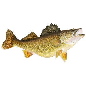 Walleye Fish Decal Sticker Right -- This is an Amazon Affiliate link. To view further for this item, visit the image link. Walleye Tattoo, Walleye Fish, Fish Decal, Fishing Decals, Walleye Fishing, Glass Fish, Artsy Fartsy, Fish Recipes, Amazon Affiliate