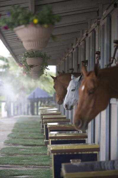 I love all the tack trunks by each horse's stall Dream Stables, Dream Barn, Horse Ranch, All The Pretty Horses, Equestrian Life, Horse Stables, Horse Barns, Horse Barn, Horse Life