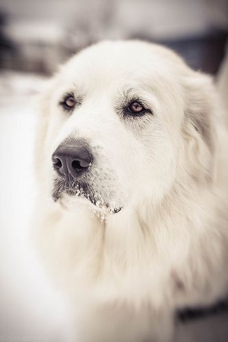 Pretty Puppy, Pyrenean Mountain Dog, Pyrenees Dog, Great Pyrenees Dog, Beautiful Dog, Dog Rules, Great Pyrenees, White Dog, Old Dogs