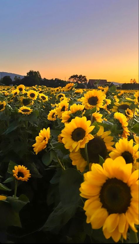 sunflower field and summertime sunsets - aesthetic pictures, summer aesthetic August Asthetic Picture, Sunflower Asthetic Picture, Summer Asthetics Photos, Summer Pinterest Board, Sunflower Field Aesthetic, Late Summer Aesthetic, Monthly Backgrounds, August Core, Aesthetic Pictures Summer