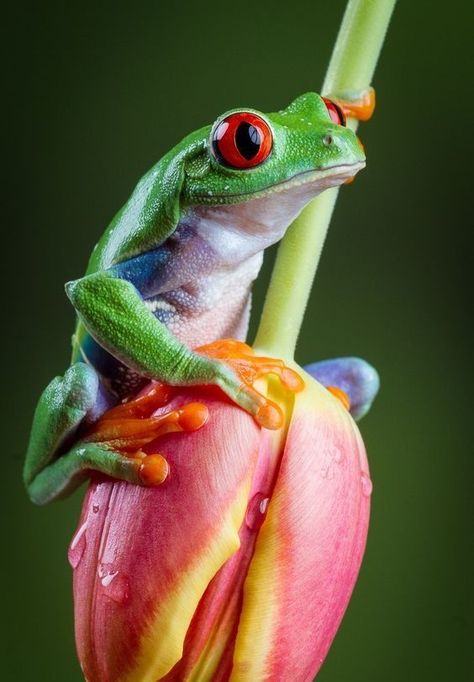 Amazing Frog, Pet Frogs, Red Eyed Tree Frog, Frog Pictures, Funny Frogs, Frog Art, Tree Frog, Tulip Flower, Green Frog