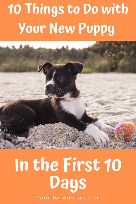 Bringing home a new puppy is one of the most exciting moments in the lives of dog lovers everywhere. Here they are, your new loyal companion, your buddy wh New Puppy Checklist, Puppy Checklist, Puppy Socialization, Puppy Time, Puppies Tips, Puppy Day, Puppy Training Tips, Dog Training Techniques, Getting A Puppy