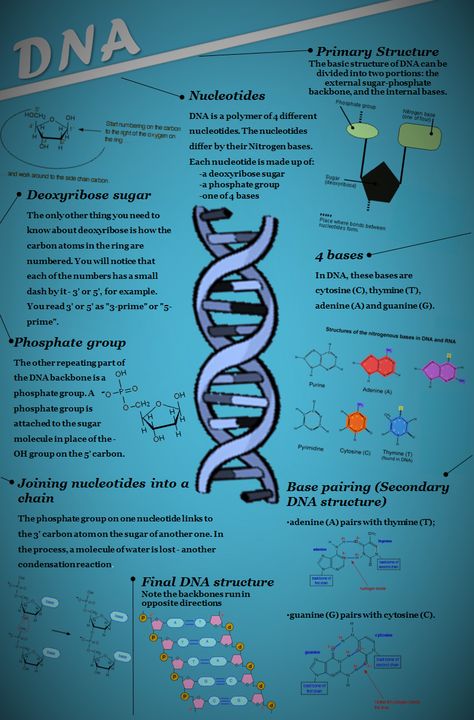 Dna Poster Project, Dna Infographic, Dna Lesson, Dna Cloning, Bio Project, Dna Drawing, Biology Book, Recombinant Dna, Science Posters