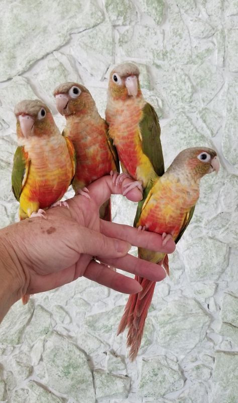 Pineapple Conures Conure Cage Setup, Pineapple Conure, Conure Bird, Monk Parakeet, Conure Parrots, Sun Conure, Bird Aviary, Funny Birds, Pet Bird