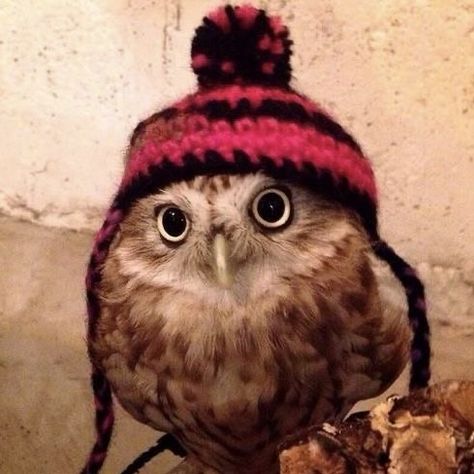 Funny Owls, Owl Pictures, Owl Bird, Silly Animals, Cute Owl, Cute Birds, Little Birds, Sweet Animals, Sea Animals