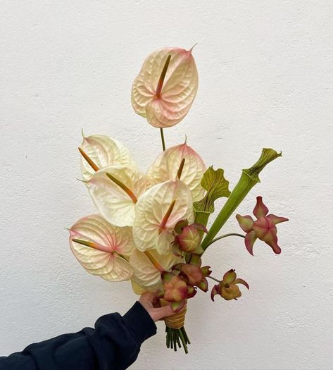 Interesting Bouquets, Sculptural Flowers, Anthurium Bouquet, Trixie Motel, Bouquet Images, Business Vision, Ikebana Flower Arrangement, Boquette Flowers, Hand Bouquet