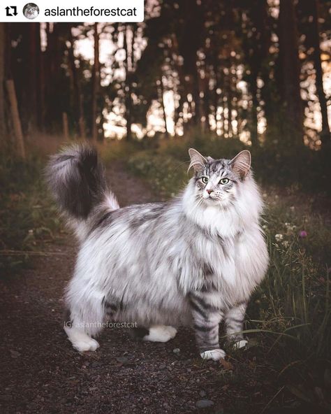 Norigian Forest Cat, Norwegian Forest Cat Therian Mask, Siberian Forest Cat, Cat Personality, Siberian Forest, Kitten Breeds, Cat Poses, Cat References, Dnd Campaign