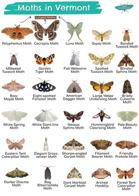 Types of Moths in Vermont Types Of Moths Chart, Types Of Moths Meaning, Different Types Of Moths, Moth Breeds, Different Moths, Moth Types, Types Of Moth, Moth Type, Animal Taxonomy