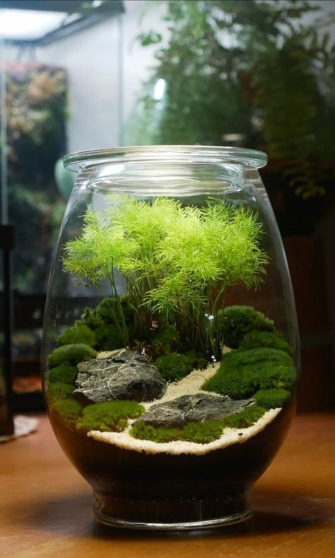 Japanese Terrarium, Moss Garden Terrarium, Plant Terrarium Ideas, Terrarium Ideas Unique, Terrariums Ideas, Moss Ideas, Moss Carpet, Best Terrarium Plants, Closed Terrarium Plants