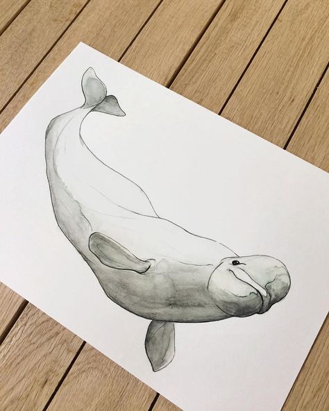 Illustration Whale, Hippie Drawing, Awesome Drawings, Ocean Watercolor, Whale Drawing, Whale Illustration, Whale Tattoos, Watercolor Whale, Beluga Whale