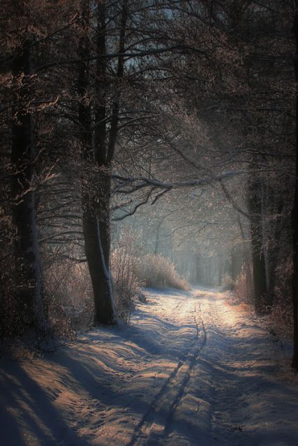 Snowy Country Road at Dusk | Content in a Cottage Snowy Path, Winters Tafereel, Landscape Designs, Winter Scenery, Winter Beauty, Snow Scenes, Winter Wonder, Depth Of Field, Alam Yang Indah