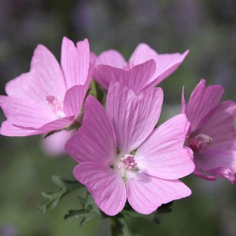 Shade Plants Perennial, Malva Moschata, Perennial Garden Ideas, Hollyhock Seeds, Musk Mallow, Mallow Plant, Pink Perennials, Mallow Flower, Drought Tolerant Garden