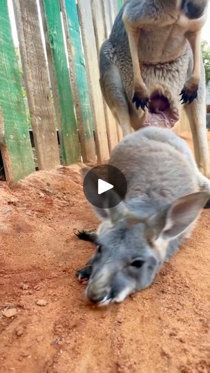 14M views · 90K reactions | Some of our favorite baby kangaroo bloopers! 😂🦘 #animals #cuteanimals #funnyanimals | San Antonio Zoo | San Antonio Zoo · Original audio Kangaroo Funny, Animals Giving Birth Videos, Kangaroo Photo, Cute Kangaroo, Kangaroo Baby, Baby Kangaroo, San Antonio Zoo, Kangaroo Memes Hilarious, Bloopers