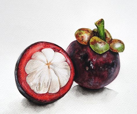 Mangosteen Drawing, Watercolor Fruits, Vegetable Painting, Food Art Painting, Pomegranate Art, A Level Art Sketchbook, Fruits Drawing, Tulips Art, Food Sketch