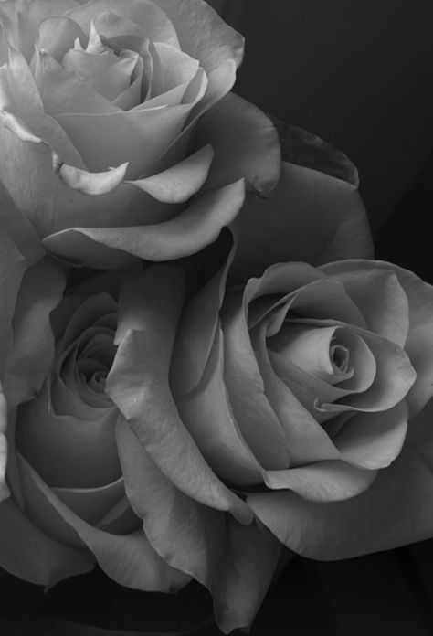 Dusty Grey Aesthetic, Black And Grey Pictures, Grey Flower Wallpaper, Rain Aesthetic Dark, Light Grey Aesthetic, Gris Aesthetic, Dark Grey Aesthetic, Grey Things, Rosé Pink Aesthetic