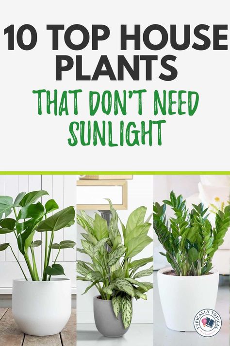 Zero Light Plants Indoor, House Plants With Flowers, Easy To Grow Indoor Plants, Best Indoor Low Light Plants, Good House Plants For Beginners, Plants Organization Outdoor, Basement Plants Indoor, Zero Light Plants, Best Home Plants For Your Health