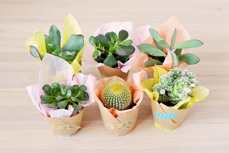 Potted Plant Gift, How To Wrap, Plant Gift, Plant Guide, Gift Ribbon, Succulent Plants, Succulent Plant, Plant Gifts, Christmas Socks