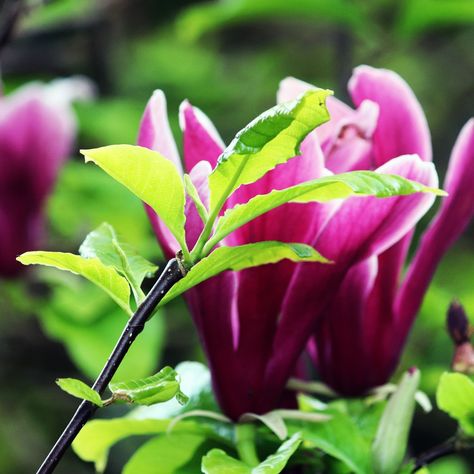 Une photo numérique d'une fleur de magnolia. #magnolia #fleurs #photonumerique May 31, Magnolia, On Instagram, Instagram