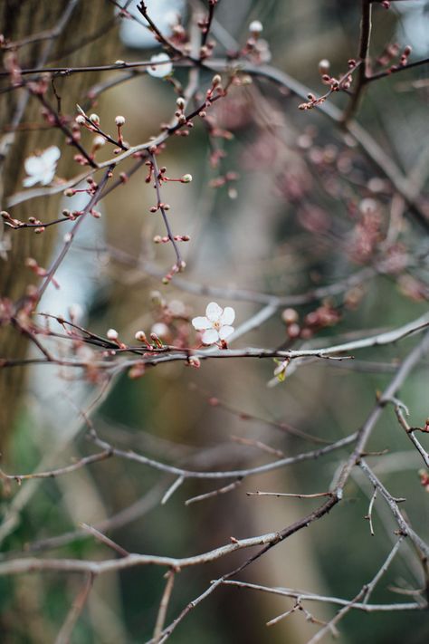 Spring Inspo, Spring Awakening, Garden Aesthetic, Spring Equinox, Spring Mood, Spring Photos, Bright Spring, Spring Photography, Spring Nature